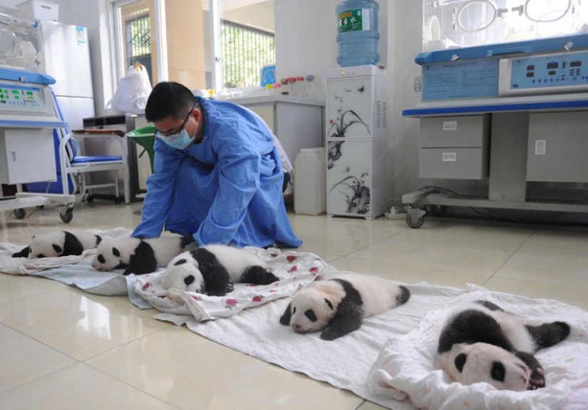 Touching sight: cute little panda bears in baskets Touching sight: cute little panda bears in baskets