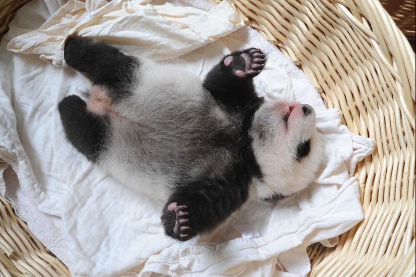 Touching sight: cute little panda bears in baskets Touching sight: cute little panda bears in baskets