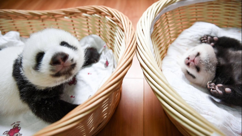 Touching sight: cute little panda bears in baskets Touching sight: cute little panda bears in baskets