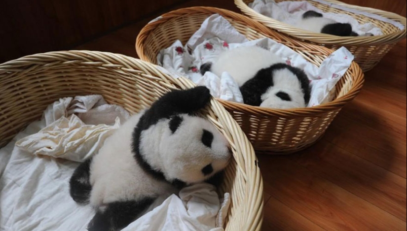 Touching sight: cute little panda bears in baskets Touching sight: cute little panda bears in baskets