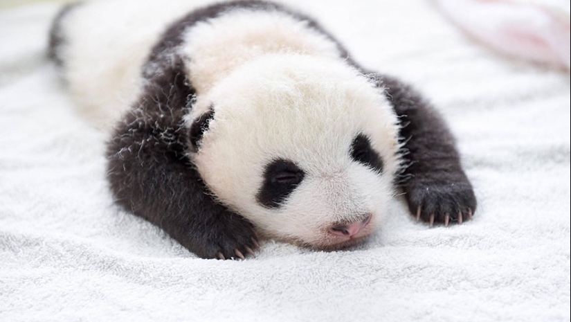Touching sight: cute little panda bears in baskets Touching sight: cute little panda bears in baskets