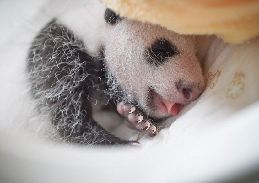 Touching sight: cute little panda bears in baskets Touching sight: cute little panda bears in baskets