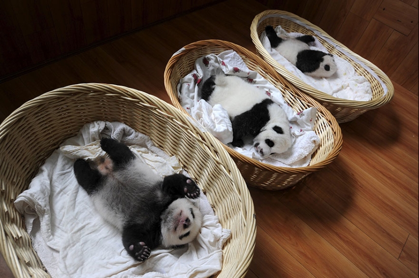 Touching sight: cute little panda bears in baskets Touching sight: cute little panda bears in baskets
