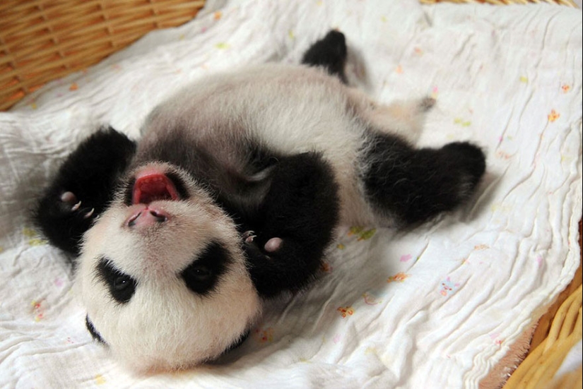 Touching sight: cute little panda bears in baskets Touching sight: cute little panda bears in baskets