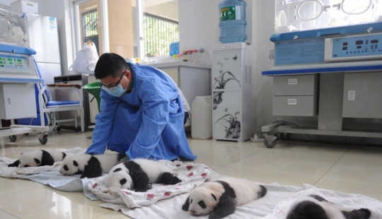 Touching sight: cute little panda bears in baskets Touching sight: cute little panda bears in baskets