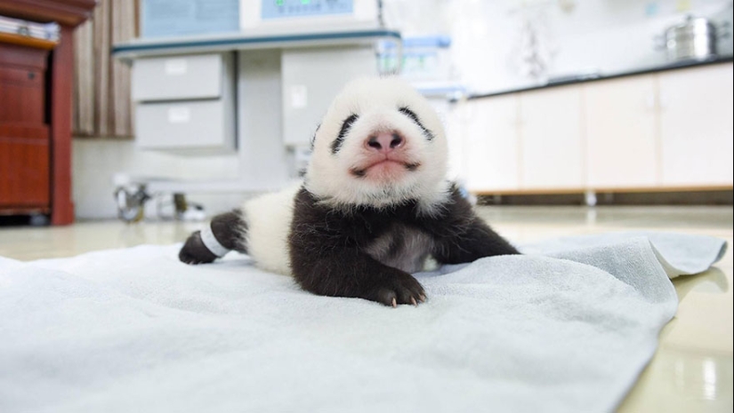 Touching sight: cute little panda bears in baskets Touching sight: cute little panda bears in baskets
