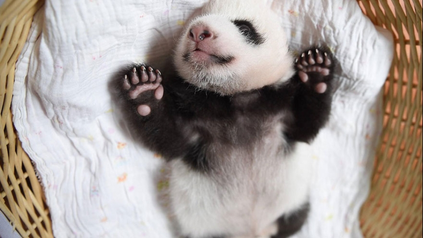 Touching sight: cute little panda bears in baskets Touching sight: cute little panda bears in baskets