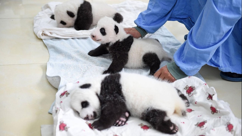Touching sight: cute little panda bears in baskets Touching sight: cute little panda bears in baskets