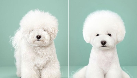Transformación increíble: lindos perros antes y después de un corte de pelo japonés Transformación increíble: lindos perros antes y después de un corte de pelo japonés