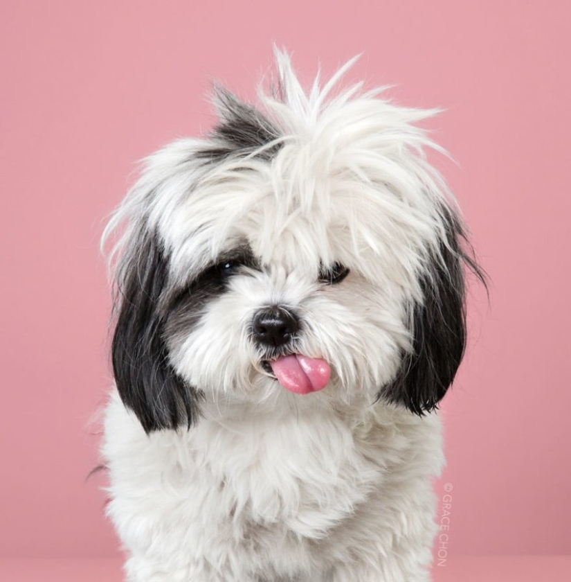 Transformación increíble: lindos perros antes y después de un corte de pelo japonés