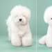 Transformación increíble: lindos perros antes y después de un corte de pelo japonés Transformación increíble: lindos perros antes y después de un corte de pelo japonés