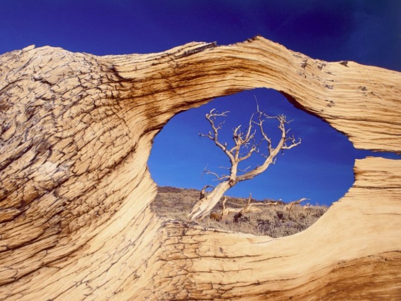 Trees that time itself is afraid of: the oldest of the Bristlecone pines is more than 4.7 thousand years old Trees that time itself is afraid of: the oldest of the Bristlecone pines is more than 4.7 thousand years old