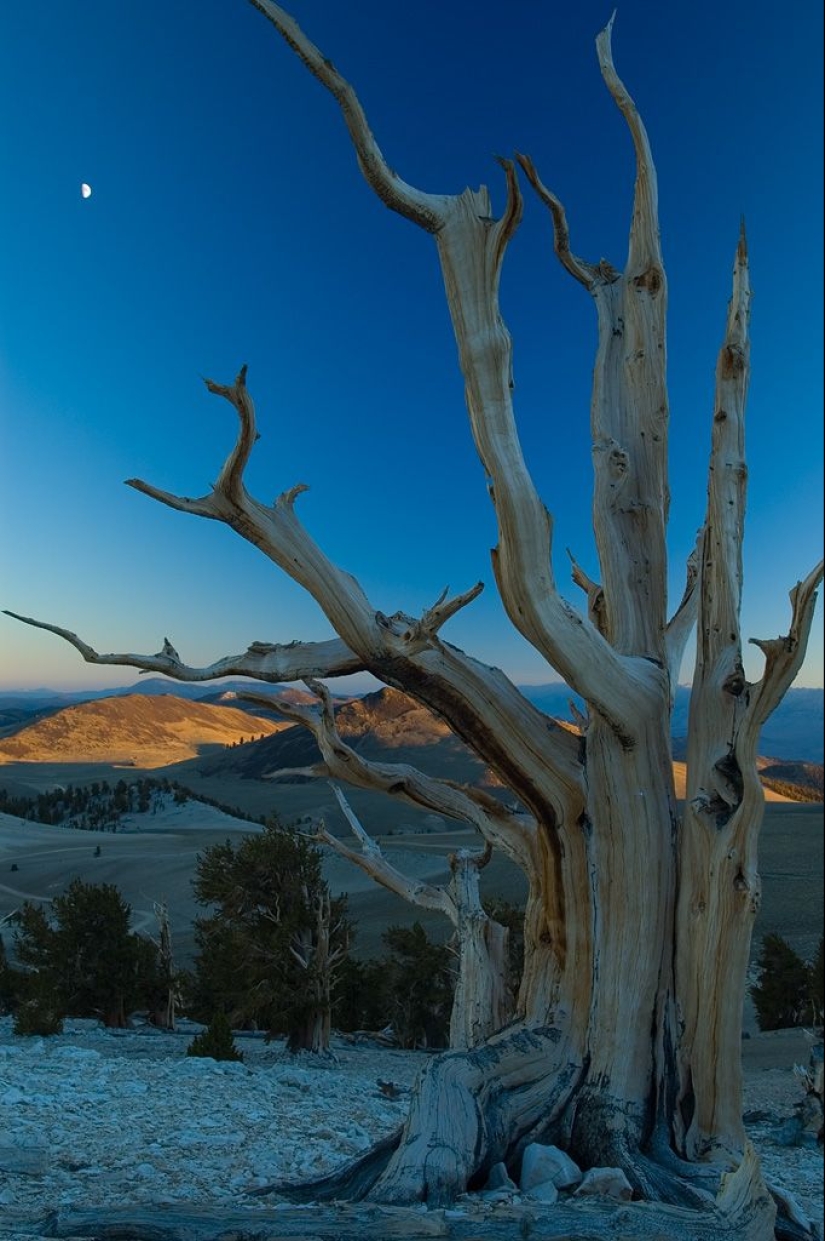 Trees that time itself is afraid of: the oldest of the Bristlecone pines is more than 4.7 thousand years old Trees that time itself is afraid of: the oldest of the Bristlecone pines is more than 4.7 thousand years old