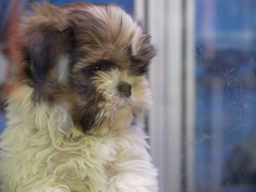 Triste cachorros Triste cachorros