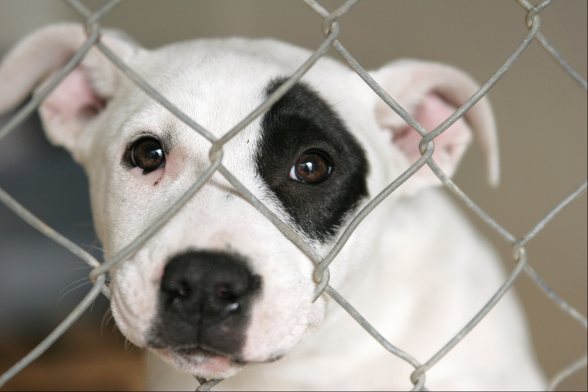 Triste cachorros Triste cachorros