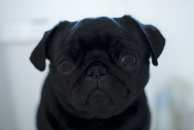 Triste cachorros Triste cachorros
