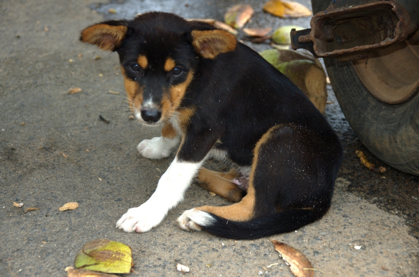 Triste cachorros Triste cachorros