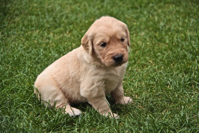 Triste cachorros Triste cachorros