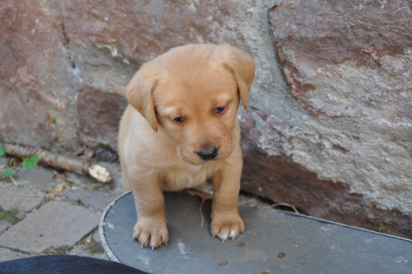 Triste cachorros Triste cachorros