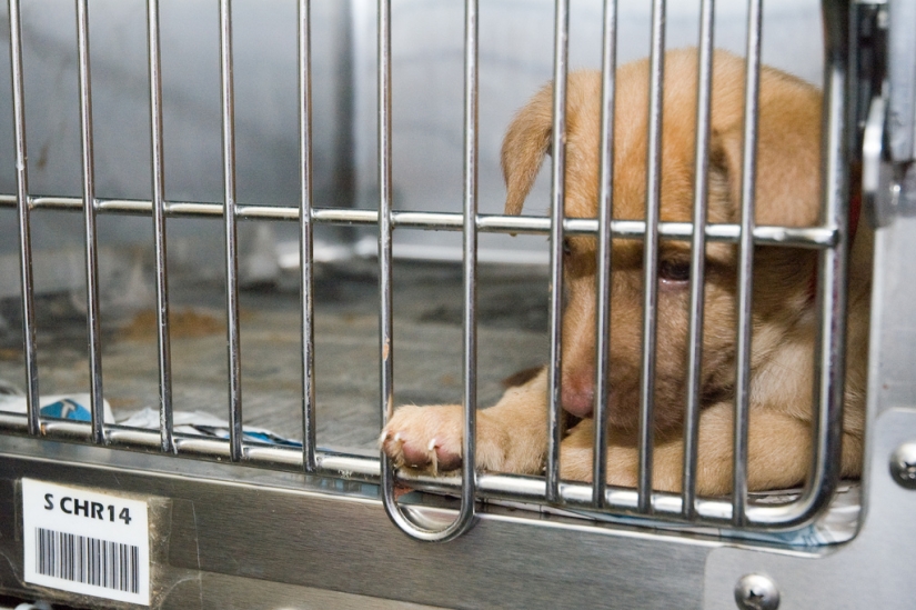 Triste cachorros Triste cachorros