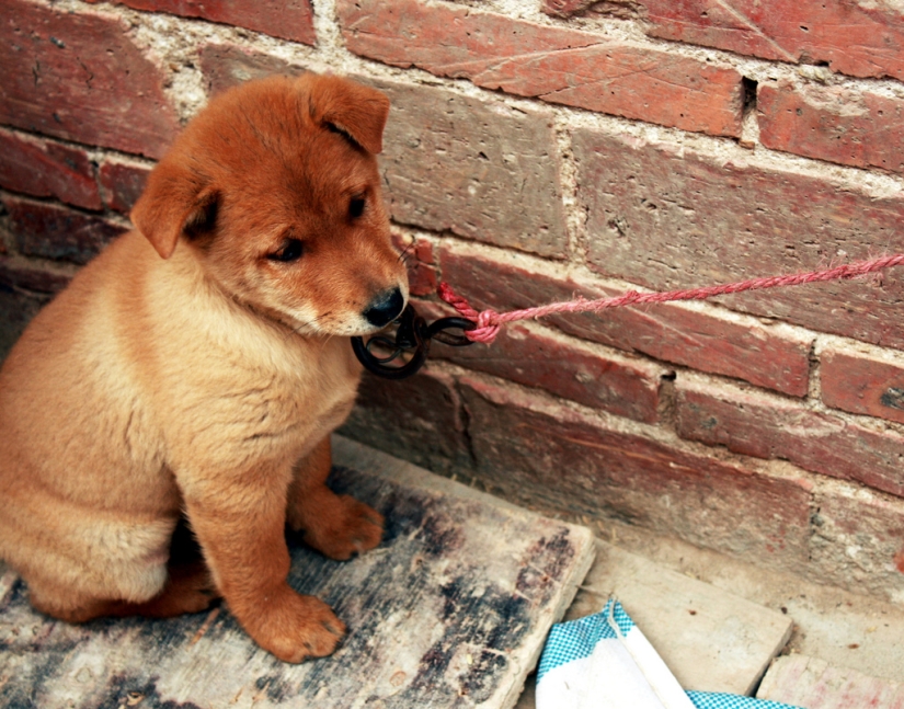 Triste cachorros Triste cachorros