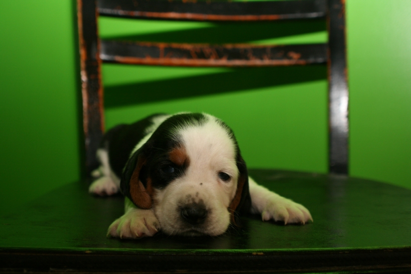 Triste cachorros Triste cachorros
