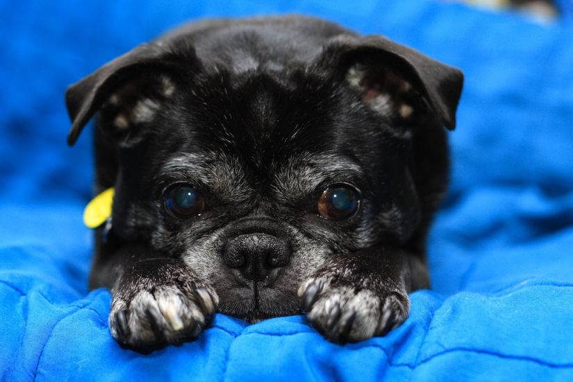 Triste cachorros Triste cachorros