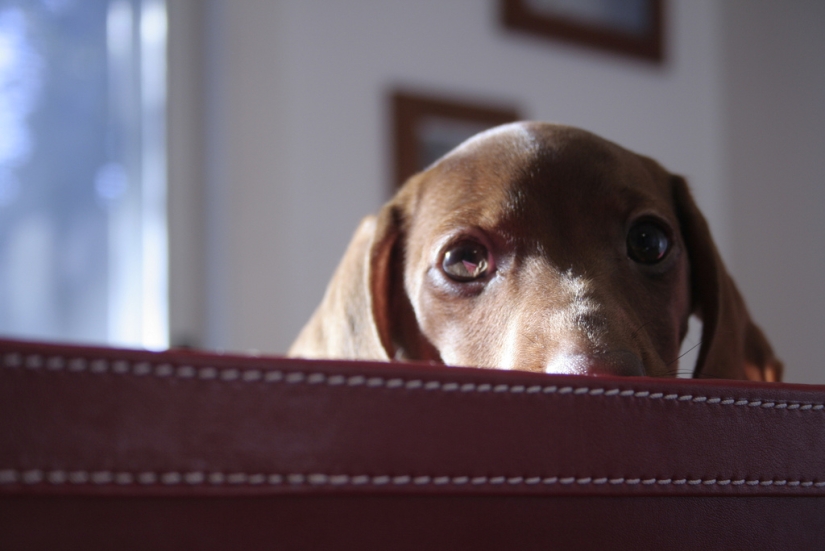 Triste cachorros Triste cachorros