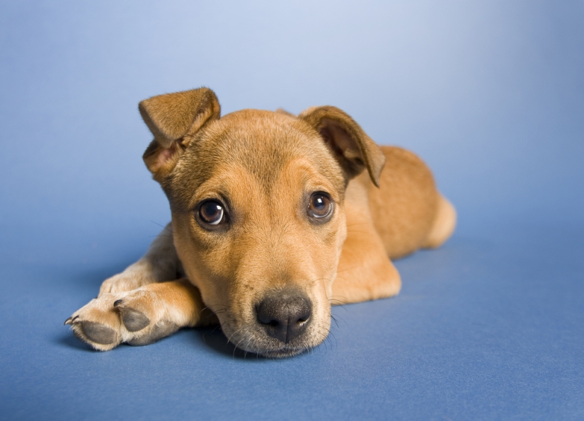 Triste cachorros Triste cachorros