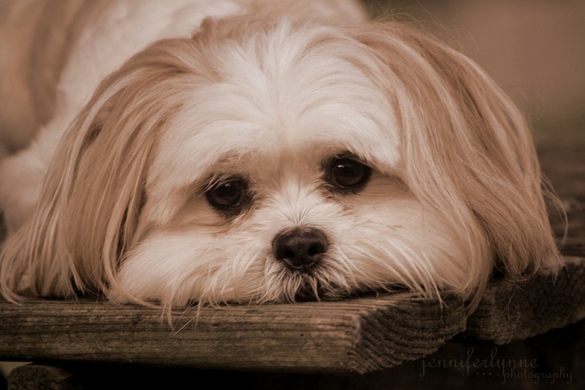 Triste cachorros Triste cachorros