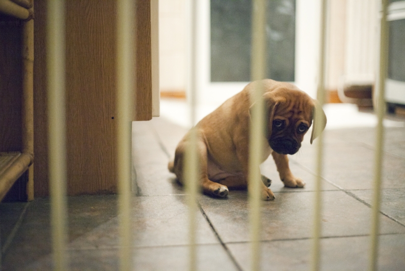 Triste cachorros Triste cachorros