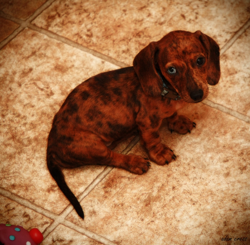 Triste cachorros Triste cachorros