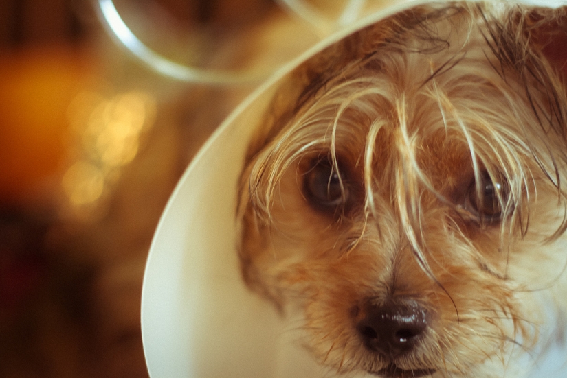 Triste cachorros Triste cachorros