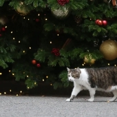 Tubo de escape - eres mi enemigo! 6 señales de que el gato te odia en silencio Tubo de escape - eres mi enemigo! 6 señales de que el gato te odia en silencio