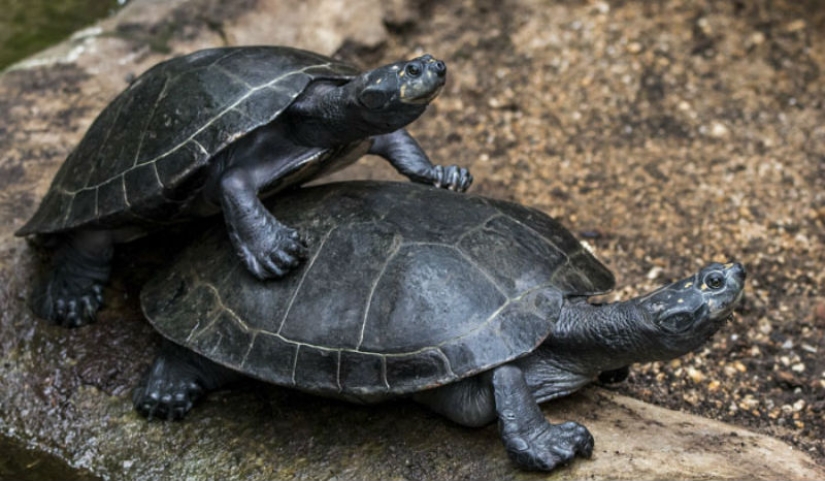 "Turtles are very loud mate. Very" and other revelations of the workers of the zoo about the animals