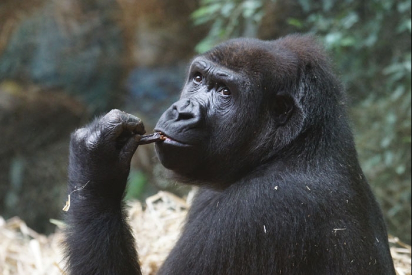 "Turtles are very loud mate. Very" and other revelations of the workers of the zoo about the animals