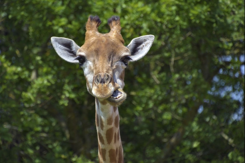 "Turtles are very loud mate. Very" and other revelations of the workers of the zoo about the animals