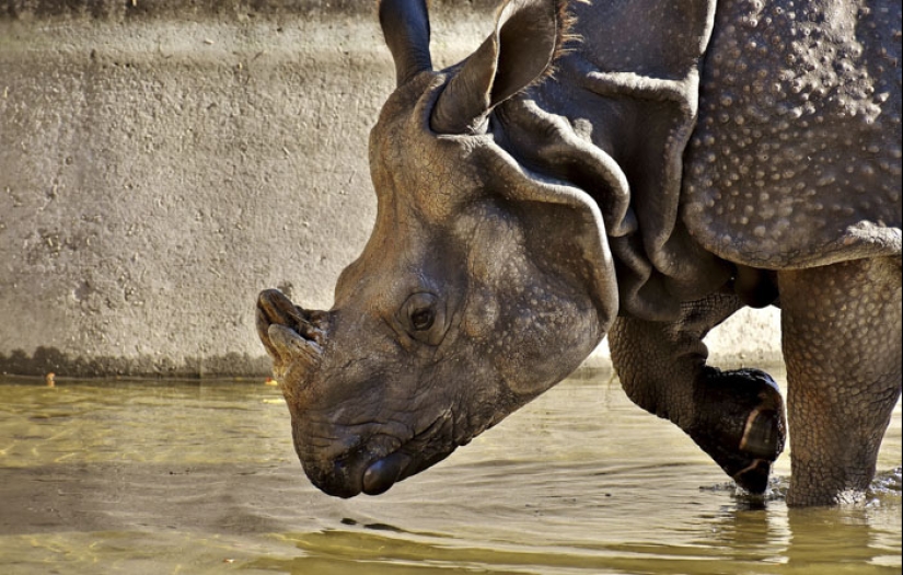 "Turtles are very loud mate. Very" and other revelations of the workers of the zoo about the animals