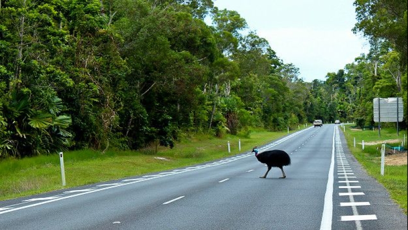 Two-legged scavengers: a new gastronomic trend has emerged in the world