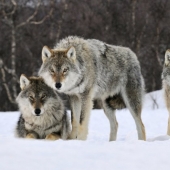 Two years in the wolf pack: how a Georgian scientist survived among wild animals Two years in the wolf pack: how a Georgian scientist survived among wild animals