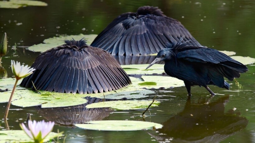Umbrella Bird: How the Black Heron Turns Its Wings into a Fish Trap Umbrella Bird: How the Black Heron Turns Its Wings into a Fish Trap