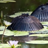Umbrella Bird: How the Black Heron Turns Its Wings into a Fish Trap Umbrella Bird: How the Black Heron Turns Its Wings into a Fish Trap