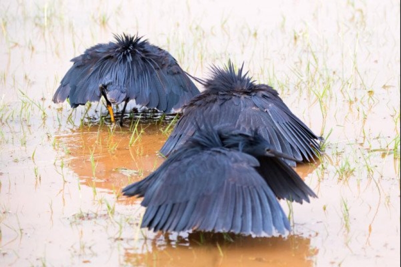 Umbrella Bird: How the Black Heron Turns Its Wings into a Fish Trap Umbrella Bird: How the Black Heron Turns Its Wings into a Fish Trap