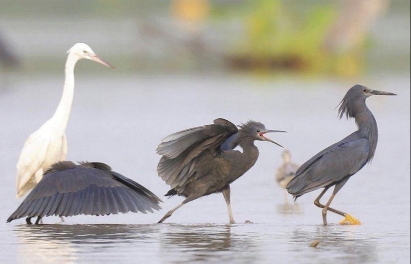 Umbrella Bird: How the Black Heron Turns Its Wings into a Fish Trap Umbrella Bird: How the Black Heron Turns Its Wings into a Fish Trap