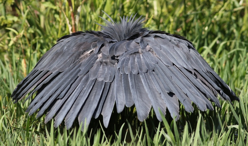 Umbrella Bird: How the Black Heron Turns Its Wings into a Fish Trap Umbrella Bird: How the Black Heron Turns Its Wings into a Fish Trap