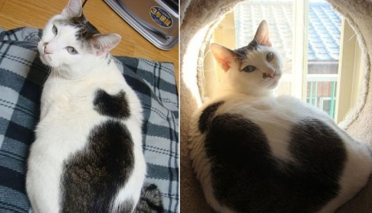 Un gato con un gato: la creatividad de la naturaleza en ronroneos