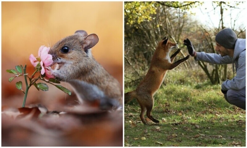 Un milagro de la naturaleza: increíbles fotos de animales salvajes en los bosques de Austria