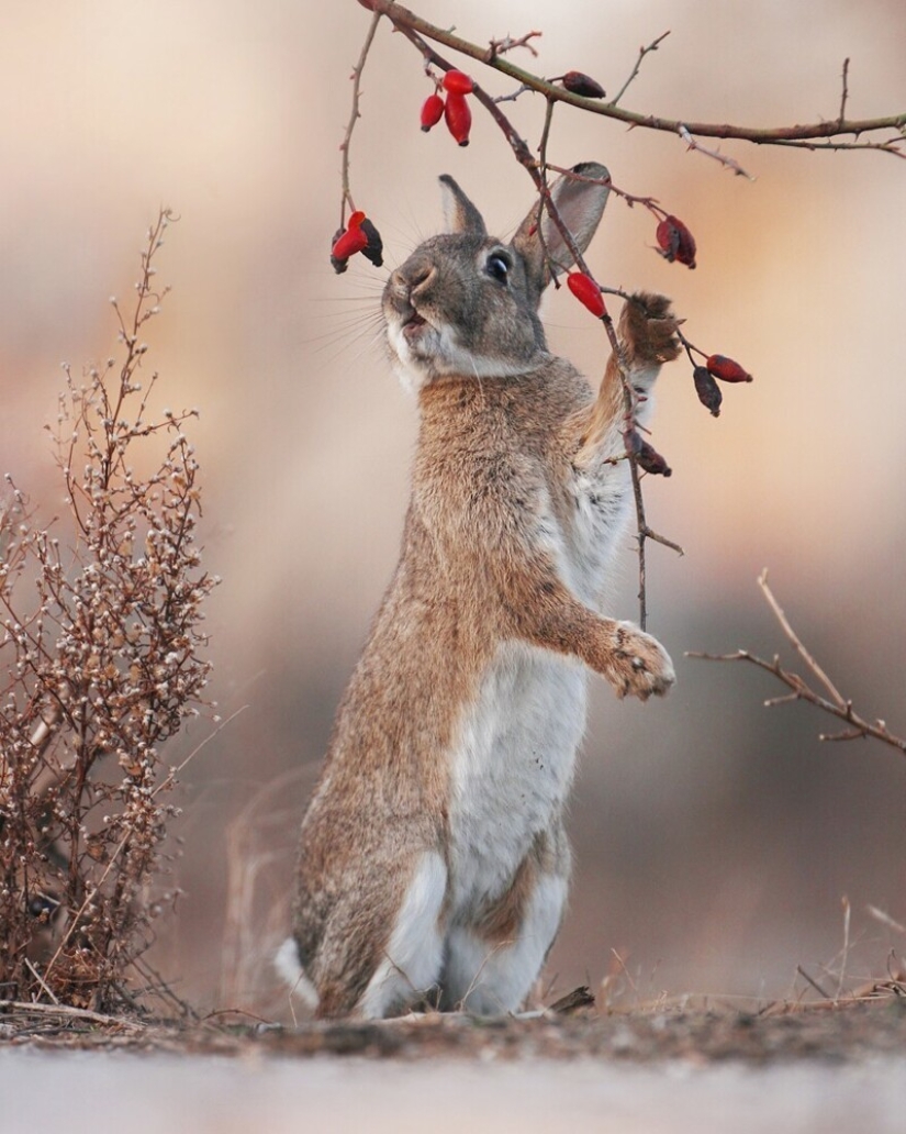 Un milagro de la naturaleza: increíbles fotos de animales salvajes en los bosques de Austria