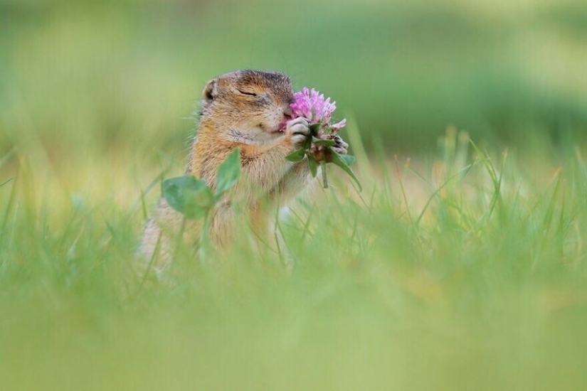 Un milagro de la naturaleza: increíbles fotos de animales salvajes en los bosques de Austria