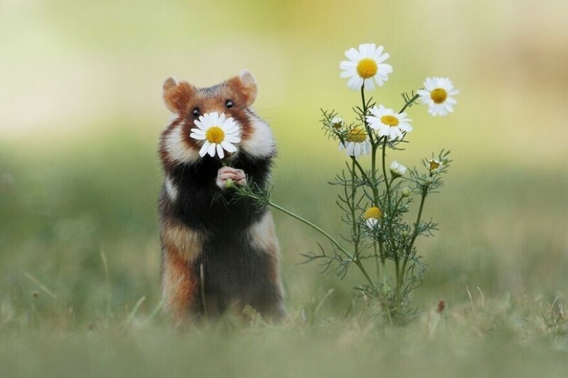 Un milagro de la naturaleza: increíbles fotos de animales salvajes en los bosques de Austria